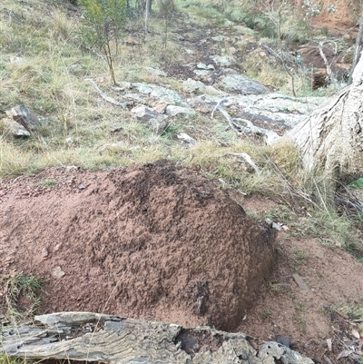 Nasutitermes exitiosus (Snouted termite, Gluegun termite) at Kenny, ACT - 3 Jun 2024 by DonFletcher