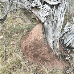 Nasutitermes exitiosus (Snouted termite, Gluegun termite) at Kenny, ACT - 4 Jun 2024 by DonFletcher