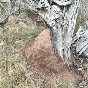 Nasutitermes exitiosus at Kenny, ACT - 4 Jun 2024