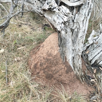 Nasutitermes exitiosus (Snouted termite, Gluegun termite) at Kenny, ACT - 3 Jun 2024 by DonFletcher