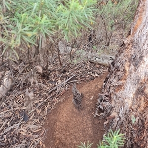 Nasutitermes exitiosus at Hackett, ACT - 4 Jun 2024