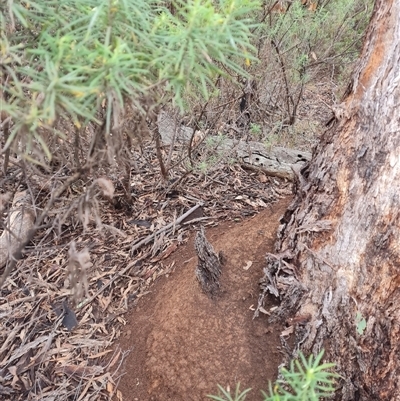 Nasutitermes exitiosus (Snouted termite, Gluegun termite) at Hackett, ACT - 3 Jun 2024 by DonFletcher