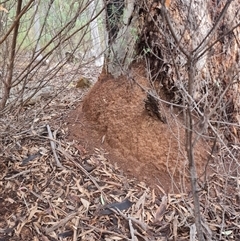 Nasutitermes exitiosus at Hackett, ACT - 4 Jun 2024