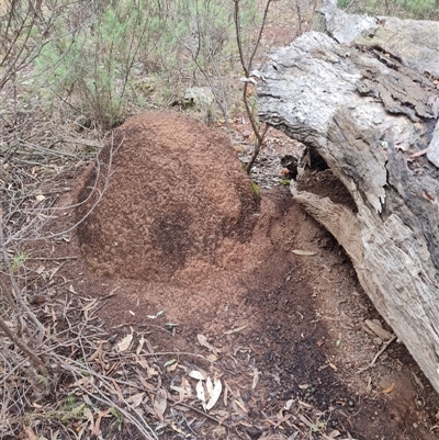 Nasutitermes exitiosus (Snouted termite, Gluegun termite) at Hackett, ACT - 4 Jun 2024 by DonFletcher