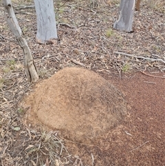 Nasutitermes exitiosus (Snouted termite, Gluegun termite) at Hackett, ACT - 3 Jun 2024 by DonFletcher