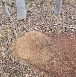 Nasutitermes exitiosus at Hackett, ACT - suppressed