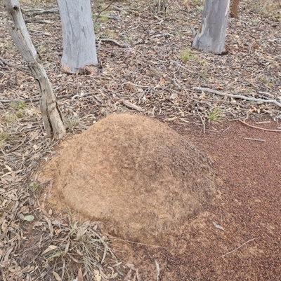 Nasutitermes exitiosus (Snouted termite, Gluegun termite) at Hackett, ACT - 4 Jun 2024 by DonFletcher