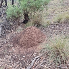 Nasutitermes exitiosus (Snouted termite, Gluegun termite) at Hackett, ACT - 4 Jun 2024 by DonFletcher