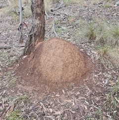 Nasutitermes exitiosus (Snouted termite, Gluegun termite) at Hackett, ACT - 3 Jun 2024 by DonFletcher