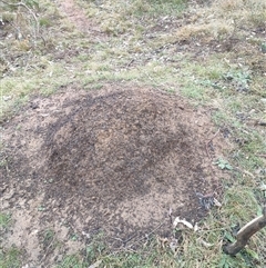 Nasutitermes exitiosus (Snouted termite, Gluegun termite) at Kenny, ACT - 4 Jun 2024 by DonFletcher
