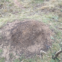 Nasutitermes exitiosus (Snouted termite, Gluegun termite) at Kenny, ACT - 3 Jun 2024 by DonFletcher