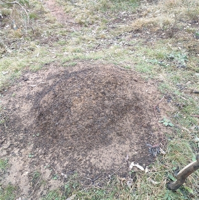 Nasutitermes exitiosus (Snouted termite, Gluegun termite) at Kenny, ACT - 3 Jun 2024 by DonFletcher