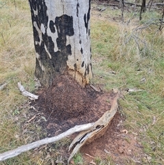 Nasutitermes exitiosus (Snouted termite, Gluegun termite) at Hackett, ACT - 3 Jun 2024 by DonFletcher