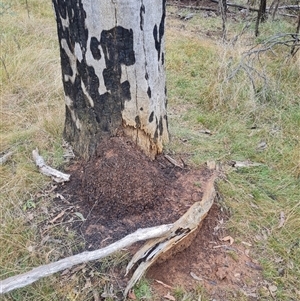 Nasutitermes exitiosus at Hackett, ACT - 4 Jun 2024