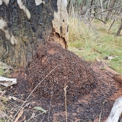 Nasutitermes exitiosus at Hackett, ACT - suppressed