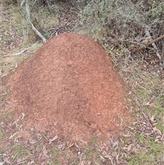 Nasutitermes exitiosus (Snouted termite, Gluegun termite) at Hackett, ACT - 4 Jun 2024 by DonFletcher
