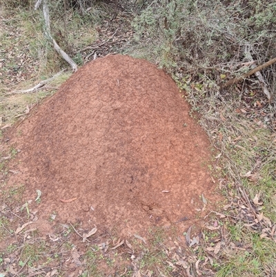 Nasutitermes exitiosus (Snouted termite, Gluegun termite) at Hackett, ACT - 3 Jun 2024 by DonFletcher