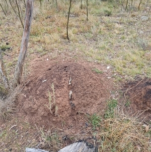 Nasutitermes exitiosus at Hackett, ACT - 4 Jun 2024