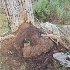 Nasutitermes exitiosus (Snouted termite, Gluegun termite) at Hackett, ACT - 3 Jun 2024 by DonFletcher