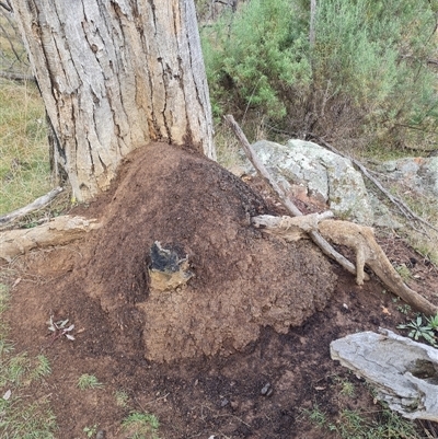 Nasutitermes exitiosus (Snouted termite, Gluegun termite) at Hackett, ACT - 4 Jun 2024 by DonFletcher