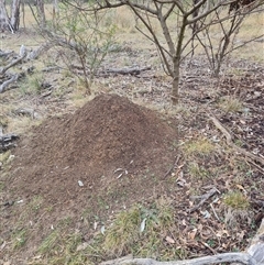Nasutitermes exitiosus (Snouted termite, Gluegun termite) at Hackett, ACT - 4 Jun 2024 by DonFletcher