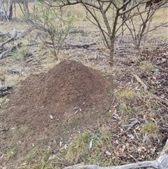 Nasutitermes exitiosus (Snouted termite, Gluegun termite) at Hackett, ACT - 3 Jun 2024 by DonFletcher