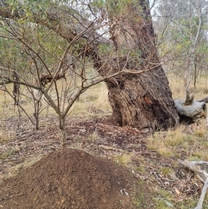 Nasutitermes exitiosus at Hackett, ACT - 4 Jun 2024