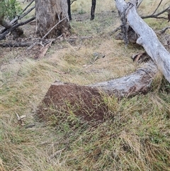 Nasutitermes exitiosus (Snouted termite, Gluegun termite) at Hackett, ACT - 4 Jun 2024 by DonFletcher