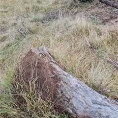 Nasutitermes exitiosus at Hackett, ACT - 4 Jun 2024