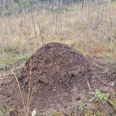 Nasutitermes exitiosus (Snouted termite, Gluegun termite) at Hackett, ACT - 3 Jun 2024 by DonFletcher