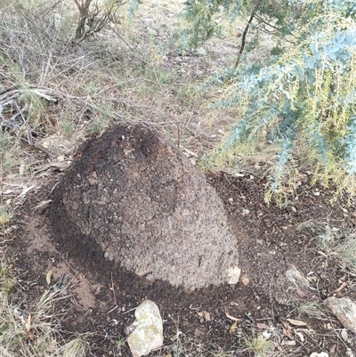 Nasutitermes exitiosus (Snouted termite, Gluegun termite) at Kenny, ACT - 4 Jun 2024 by DonFletcher