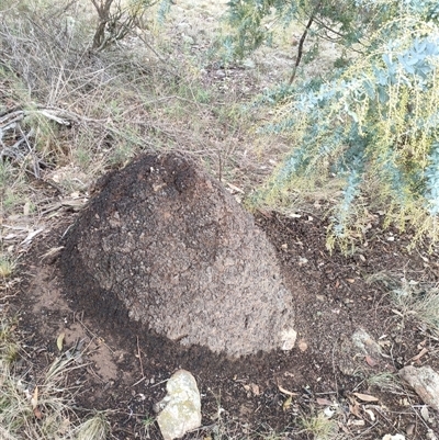 Nasutitermes exitiosus (Snouted termite, Gluegun termite) at Kenny, ACT - 3 Jun 2024 by DonFletcher