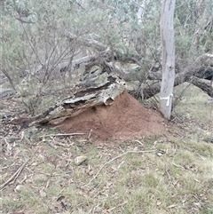 Nasutitermes exitiosus (Snouted termite, Gluegun termite) at Campbell, ACT - 3 Jun 2024 by DonFletcher