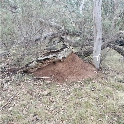 Nasutitermes exitiosus (Snouted termite, Gluegun termite) at Campbell, ACT - 4 Jun 2024 by DonFletcher