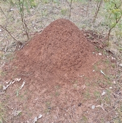 Nasutitermes exitiosus (Snouted termite, Gluegun termite) at Hackett, ACT - 3 Jun 2024 by DonFletcher