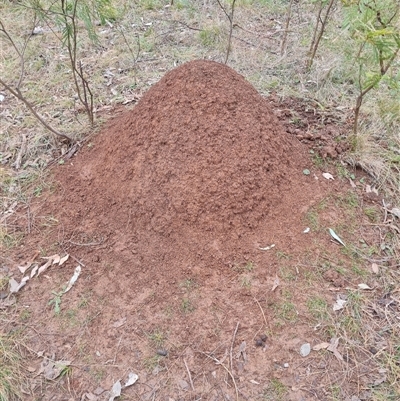 Nasutitermes exitiosus (Snouted termite, Gluegun termite) at Hackett, ACT - 3 Jun 2024 by DonFletcher