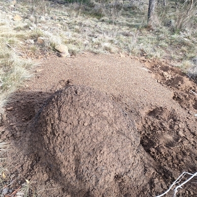 Nasutitermes exitiosus (Snouted termite, Gluegun termite) at Kenny, ACT - 4 Jun 2024 by DonFletcher