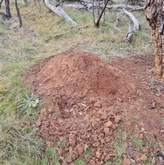 Nasutitermes exitiosus (Snouted termite, Gluegun termite) at Hackett, ACT - 4 Jun 2024 by DonFletcher