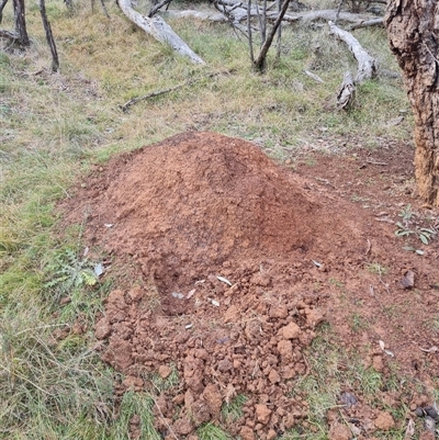 Nasutitermes exitiosus (Snouted termite, Gluegun termite) at Hackett, ACT - 3 Jun 2024 by DonFletcher