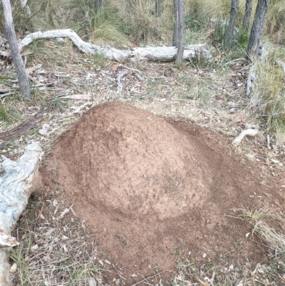 Nasutitermes exitiosus (Snouted termite, Gluegun termite) at Kenny, ACT - 4 Jun 2024 by DonFletcher
