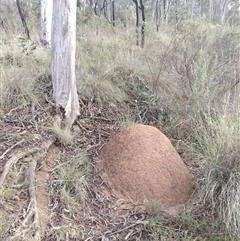 Nasutitermes exitiosus (Snouted termite, Gluegun termite) at Campbell, ACT - 4 Jun 2024 by DonFletcher