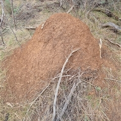 Nasutitermes exitiosus (Snouted termite, Gluegun termite) at Hackett, ACT - 4 Jun 2024 by DonFletcher