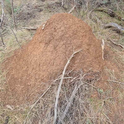 Nasutitermes exitiosus (Snouted termite, Gluegun termite) at Hackett, ACT - 3 Jun 2024 by DonFletcher