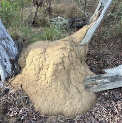 Coptotermes lacteus (Milk Termite) at Bruce, ACT - 3 Jun 2024 by DonFletcher