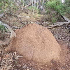 Nasutitermes exitiosus (Snouted termite, Gluegun termite) at Hackett, ACT - 3 Jun 2024 by DonFletcher