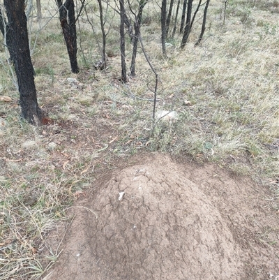 Nasutitermes exitiosus (Snouted termite, Gluegun termite) at Kenny, ACT - 4 Jun 2024 by DonFletcher