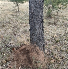 Nasutitermes exitiosus (Snouted termite, Gluegun termite) at Kenny, ACT - 4 Jun 2024 by DonFletcher
