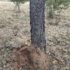 Nasutitermes exitiosus (Snouted termite, Gluegun termite) at Kenny, ACT - 3 Jun 2024 by DonFletcher