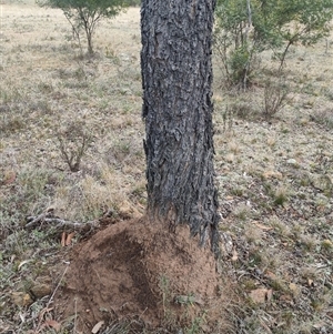 Nasutitermes exitiosus at Kenny, ACT - suppressed