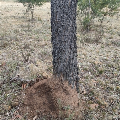 Nasutitermes exitiosus (Snouted termite, Gluegun termite) at Kenny, ACT - 3 Jun 2024 by DonFletcher